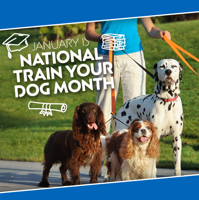 Train Your Dog Month